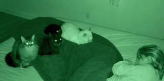 Tihi čuvari: Kako su moje mačke spasle moj život bez reči….