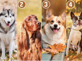 Izaberite psa koji vam se najviše dopada i saznajte šta vas izdvaja od drugih