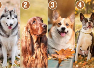 Izaberite psa koji vam se najviše dopada i saznajte šta vas izdvaja od drugih