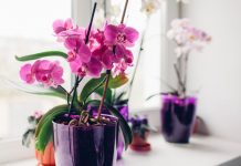 Stavite pola kašičice ovog praha u svaku saksiju i za 4 nedelje orhideje će procvetati kao nikad do tad