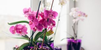 Stavite pola kašičice ovog praha u svaku saksiju i za 4 nedelje orhideje će procvetati kao nikad do tad