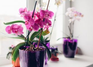 Stavite pola kašičice ovog praha u svaku saksiju i za 4 nedelje orhideje će procvetati kao nikad do tad