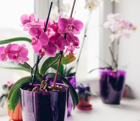 Stavite pola kašičice ovog praha u svaku saksiju i za 4 nedelje orhideje će procvetati kao nikad do tad