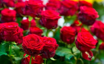 Obavezno ovaj prah pospite po ružama u februaru: Svi ga imamo u kući i bacamo ga, a niko ne zna da zbog njega cveće buja tokom prolaće i leta