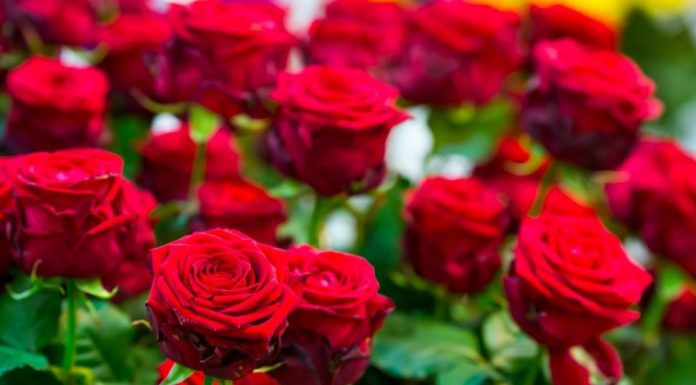 Obavezno ovaj prah pospite po ružama u februaru: Svi ga imamo u kući i bacamo ga, a niko ne zna da zbog njega cveće buja tokom prolaće i leta