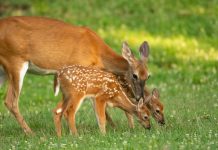 Znate li kako se zove mladunče košute: Nije lane