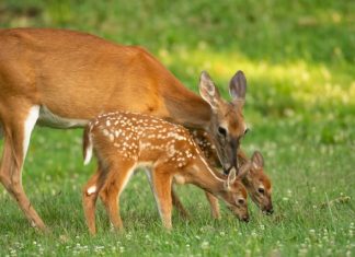 Znate li kako se zove mladunče košute: Nije lane
