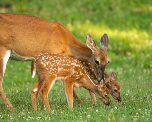 Znate li kako se zove mladunče košute: Nije lane