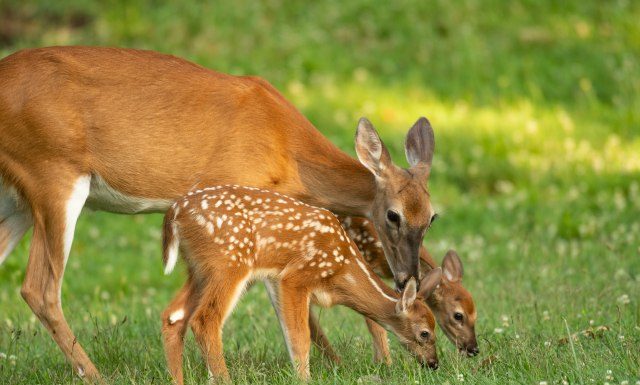 Znate li kako se zove mladunče košute: Nije lane