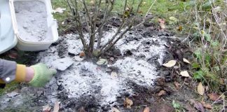 Kada, koliko i oko kojih voćnih vrsta, a kojih ne, razbacivati drveni pepeo