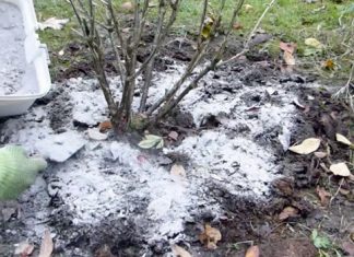 Kada, koliko i oko kojih voćnih vrsta, a kojih ne, razbacivati drveni pepeo