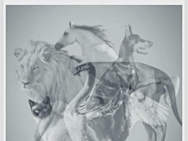 Jungov test otkriva koju osobinu skrivate: Životinja koju prvo vidite pokazaće da li ste lenji ili arogantni