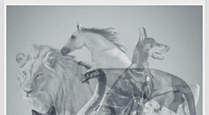 Jungov test otkriva koju osobinu skrivate: Životinja koju prvo vidite pokazaće da li ste lenji ili arogantni