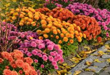 Kako u februaru pripremiti htizanteme da bi cvetale tokom cele godine: 6 ključnih koraka