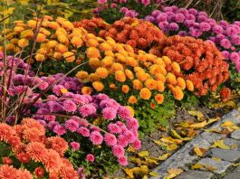 Kako u februaru pripremiti htizanteme da bi cvetale tokom cele godine: 6 ključnih koraka