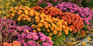 Kako u februaru pripremiti htizanteme da bi cvetale tokom cele godine: 6 ključnih koraka