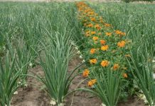 Luka će biti kao u pričI, samo ako ovu biljku posadite pored: niste ni svjesni kako će se urod uduplat!