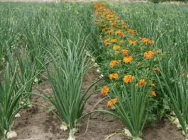 Luka će biti kao u pričI, samo ako ovu biljku posadite pored: niste ni svjesni kako će se urod uduplat!