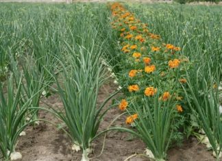 Luka će biti kao u pričI, samo ako ovu biljku posadite pored: niste ni svjesni kako će se urod uduplat!