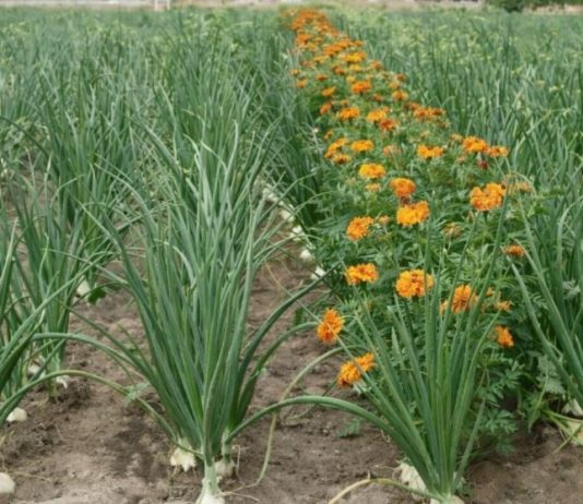 Luka će biti kao u pričI, samo ako ovu biljku posadite pored: niste ni svjesni kako će se urod uduplat!