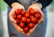 Ko ne bi trebao jesti paradajz? Ako imate OVE bolesti IZBACITE ga iz prehrane odmah!