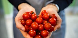 Ko ne bi trebao jesti paradajz? Ako imate OVE bolesti IZBACITE ga iz prehrane odmah!