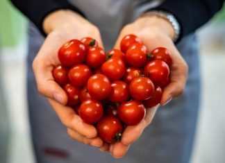 Ko ne bi trebao jesti paradajz? Ako imate OVE bolesti IZBACITE ga iz prehrane odmah!