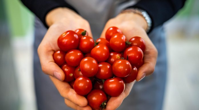 Ko ne bi trebao jesti paradajz? Ako imate OVE bolesti IZBACITE ga iz prehrane odmah!