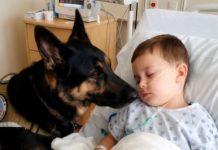 Kada su svi rekli da je kraj, pas je odbio da ode: priča koja je vratila život