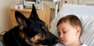 Kada su svi rekli da je kraj, pas je odbio da ode: priča koja je vratila život