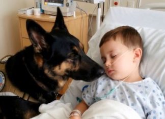 Kada su svi rekli da je kraj, pas je odbio da ode: priča koja je vratila život