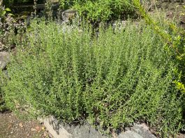 Rtanjski čaj priprema namena i dejstvo