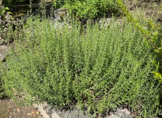 Rtanjski čaj priprema namena i dejstvo