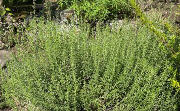 Rtanjski čaj priprema namena i dejstvo