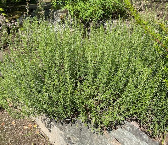 Rtanjski čaj priprema namena i dejstvo