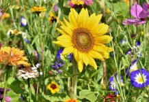 Cvijeće koje se sadi u februaru: 4 vrste koje će cvjetati cijelo ljeto i uljepšati vašu terasu