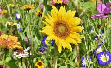 Cvijeće koje se sadi u februaru: 4 vrste koje će cvjetati cijelo ljeto i uljepšati vašu terasu