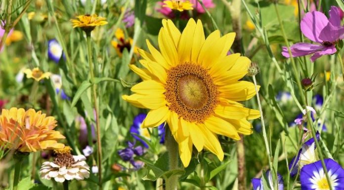 Cvijeće koje se sadi u februaru: 4 vrste koje će cvjetati cijelo ljeto i uljepšati vašu terasu