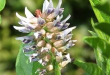 PIJTE OVAJ ČAJ 3 PUTA DNEVNO: Kod Drhtanja, Pojačanog Lupanja Srca, Vrtoglavice, Znojenja, Gubitka Daha