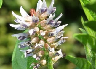 PIJTE OVAJ ČAJ 3 PUTA DNEVNO: Kod Drhtanja, Pojačanog Lupanja Srca, Vrtoglavice, Znojenja, Gubitka Daha