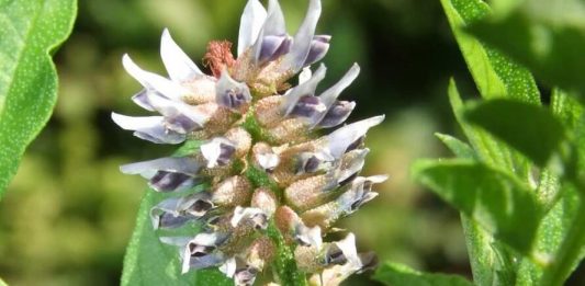 PIJTE OVAJ ČAJ 3 PUTA DNEVNO: Kod Drhtanja, Pojačanog Lupanja Srca, Vrtoglavice, Znojenja, Gubitka Daha