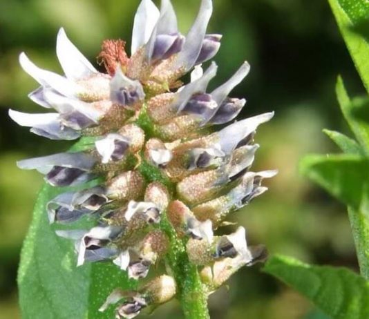 PIJTE OVAJ ČAJ 3 PUTA DNEVNO: Kod Drhtanja, Pojačanog Lupanja Srca, Vrtoglavice, Znojenja, Gubitka Daha