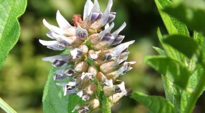 PIJTE OVAJ ČAJ 3 PUTA DNEVNO: Kod Drhtanja, Pojačanog Lupanja Srca, Vrtoglavice, Znojenja, Gubitka Daha