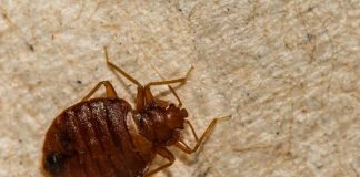 STJENICE U DOMU: PREPOZNAJTE IH NA VRIJEME I RIJEŠITE SE NAJBRŽE MOGUĆE