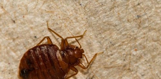 STJENICE U DOMU: PREPOZNAJTE IH NA VRIJEME I RIJEŠITE SE NAJBRŽE MOGUĆE