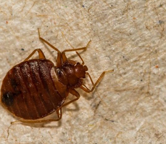 STJENICE U DOMU: PREPOZNAJTE IH NA VRIJEME I RIJEŠITE SE NAJBRŽE MOGUĆE