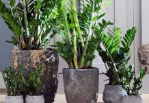 Samo 3 supene kašike i zamiokulkas ćedati PUNO novih listova!