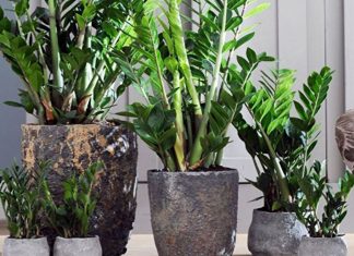 Samo 3 supene kašike i zamiokulkas ćedati PUNO novih listova!