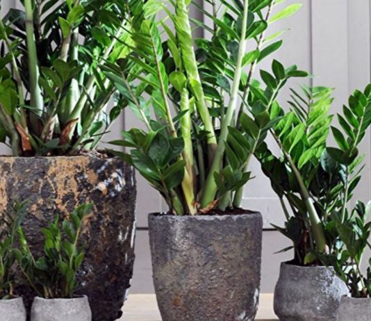 Samo 3 supene kašike i zamiokulkas ćedati PUNO novih listova!