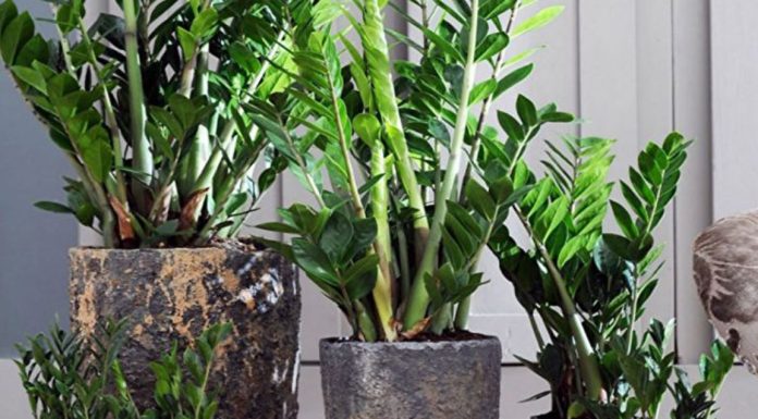 Samo 3 supene kašike i zamiokulkas ćedati PUNO novih listova!